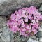 Alpine Rock Jasmine